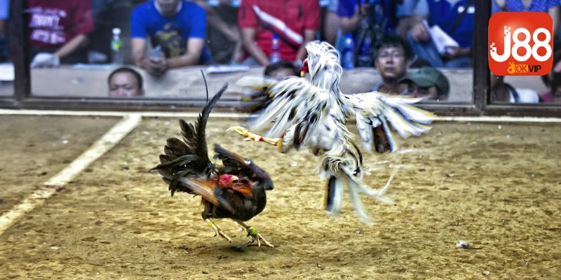 Sơ lược về đá gà cựa sắt