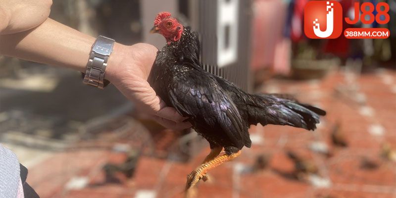 Giới thiệu về hình thức đá gà tre hấp dẫn và thú vị Giới thiệu về hình thức đá gà tre hấp dẫn và thú vị