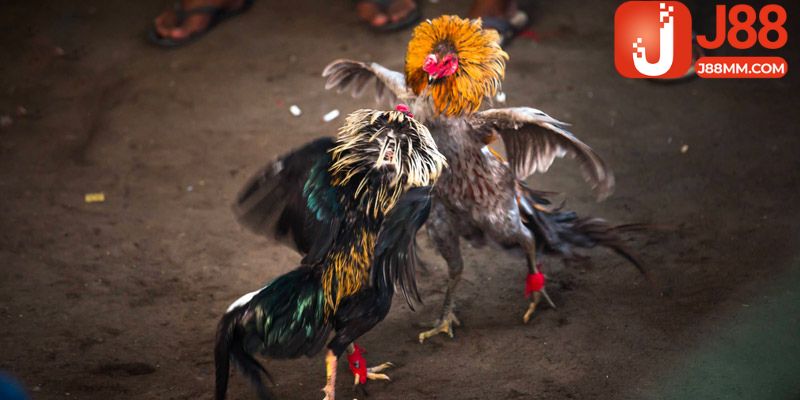 Kinh nghiệm cá cược đá gà tối ưu cơ hội thắng cho tân binh Kinh nghiệm cá cược đá gà tối ưu cơ hội thắng cho tân binh