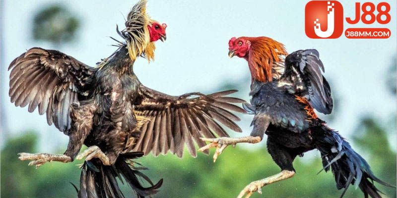 Kỹ năng chọn chiến kê thi đấu từ các chuyên gia hàng đầu Kỹ năng chọn chiến kê thi đấu từ các chuyên gia hàng đầu